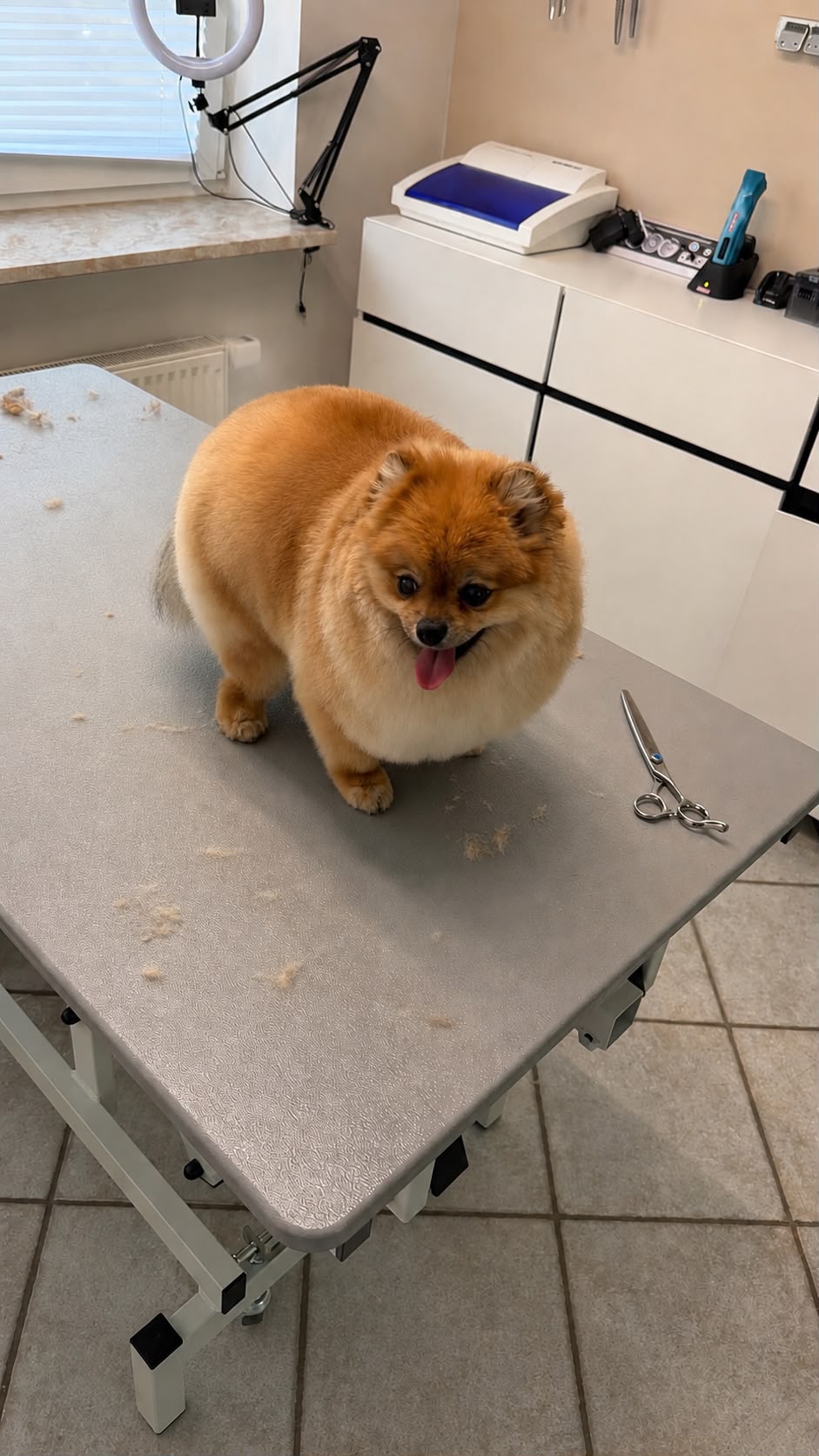 Orangefarbener Zwergspitz nach dem Styling neben der Schere auf dem Pflegetisch im Hundesalon Elmshorn