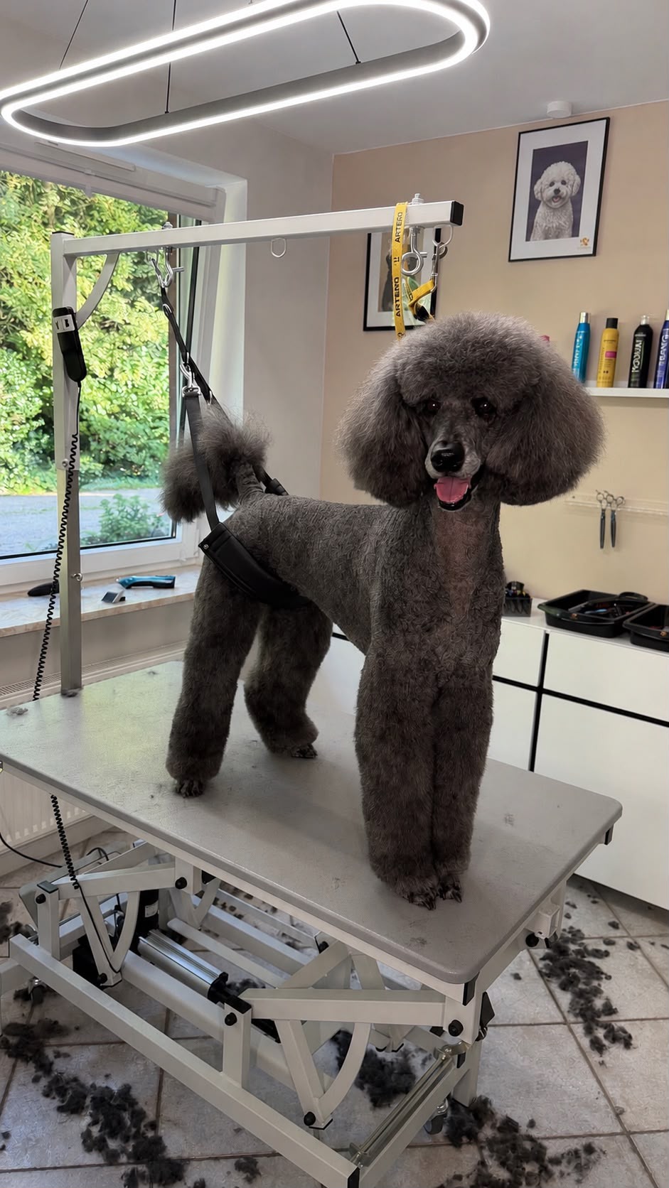 Grauer Zwergpudel nach Schur und Styling auf dem Pflegetisch im Hundesalon Elmshorn