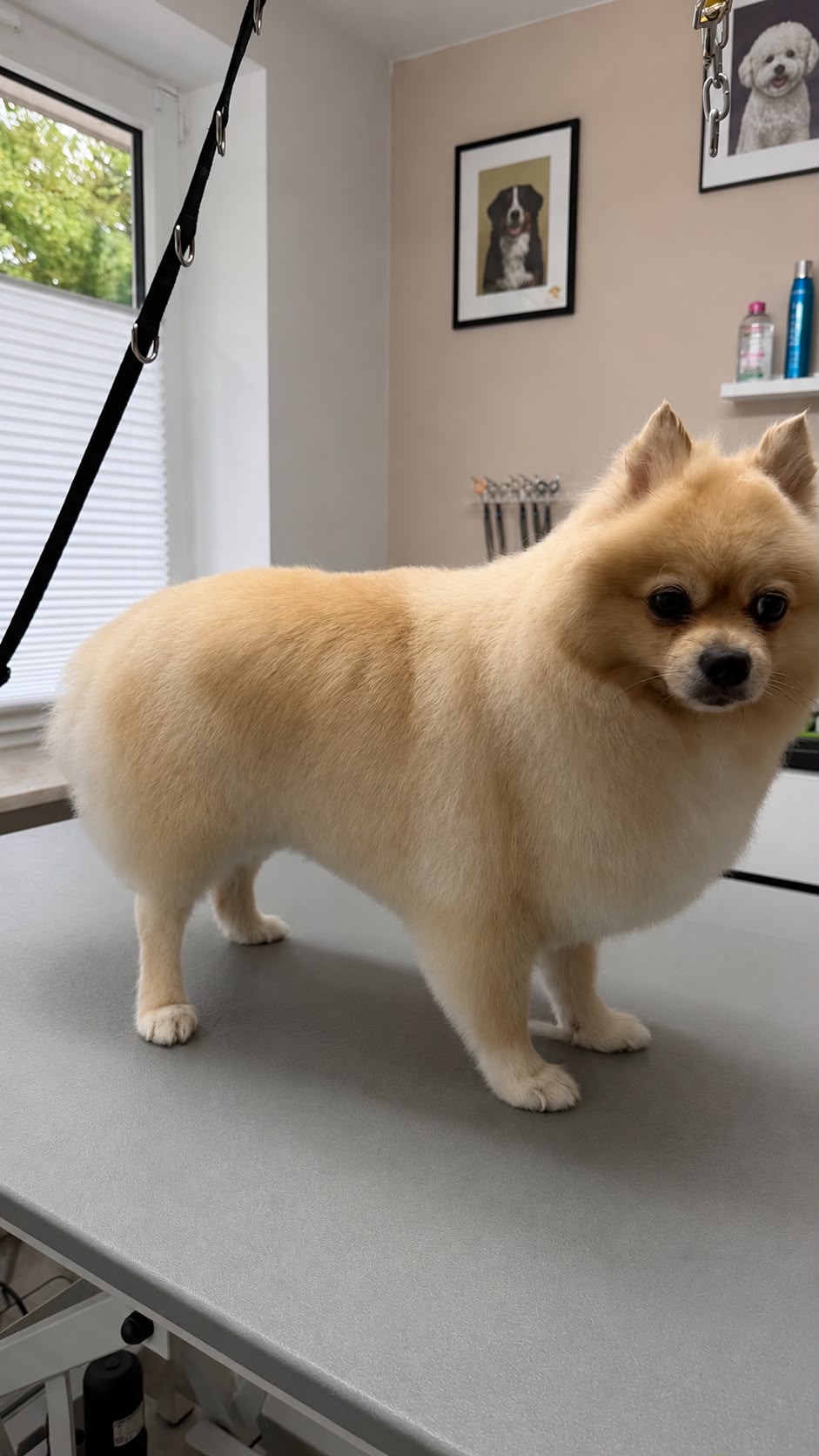 Cremefarbener Zwergspitz mit voluminösem Fell steht auf dem Pflegetisch im Hundesalon Elmshorn