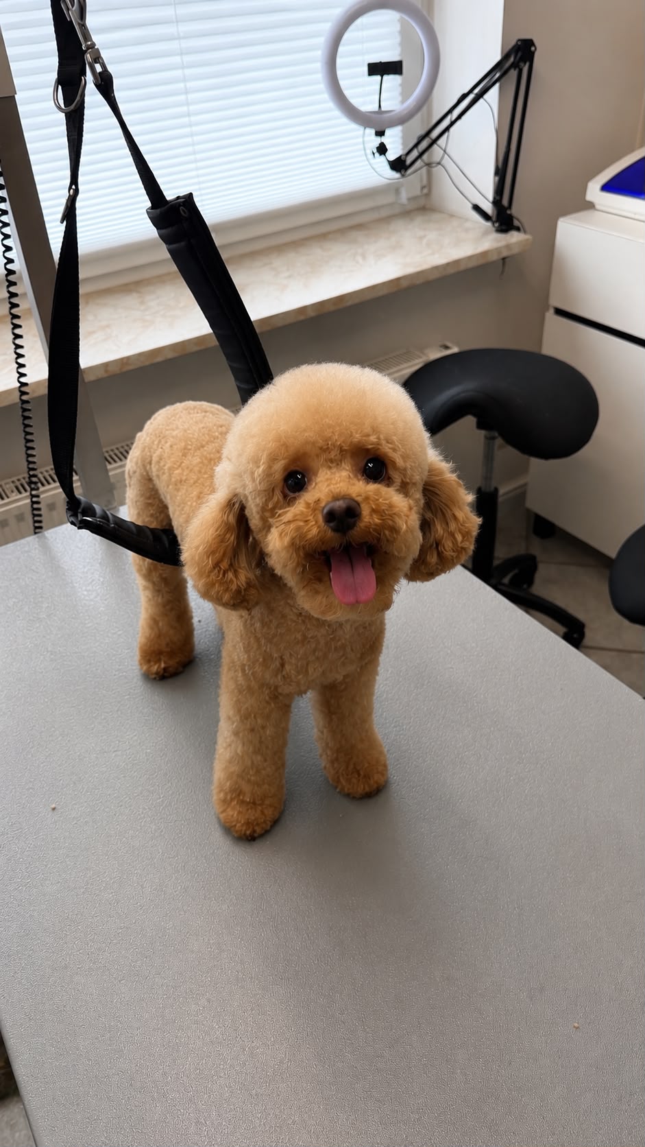Apricotfarbener Zwergpudel mit Teddy-Schnitt schaut freundlich in die Kamera im Hundesalon Elmshorn