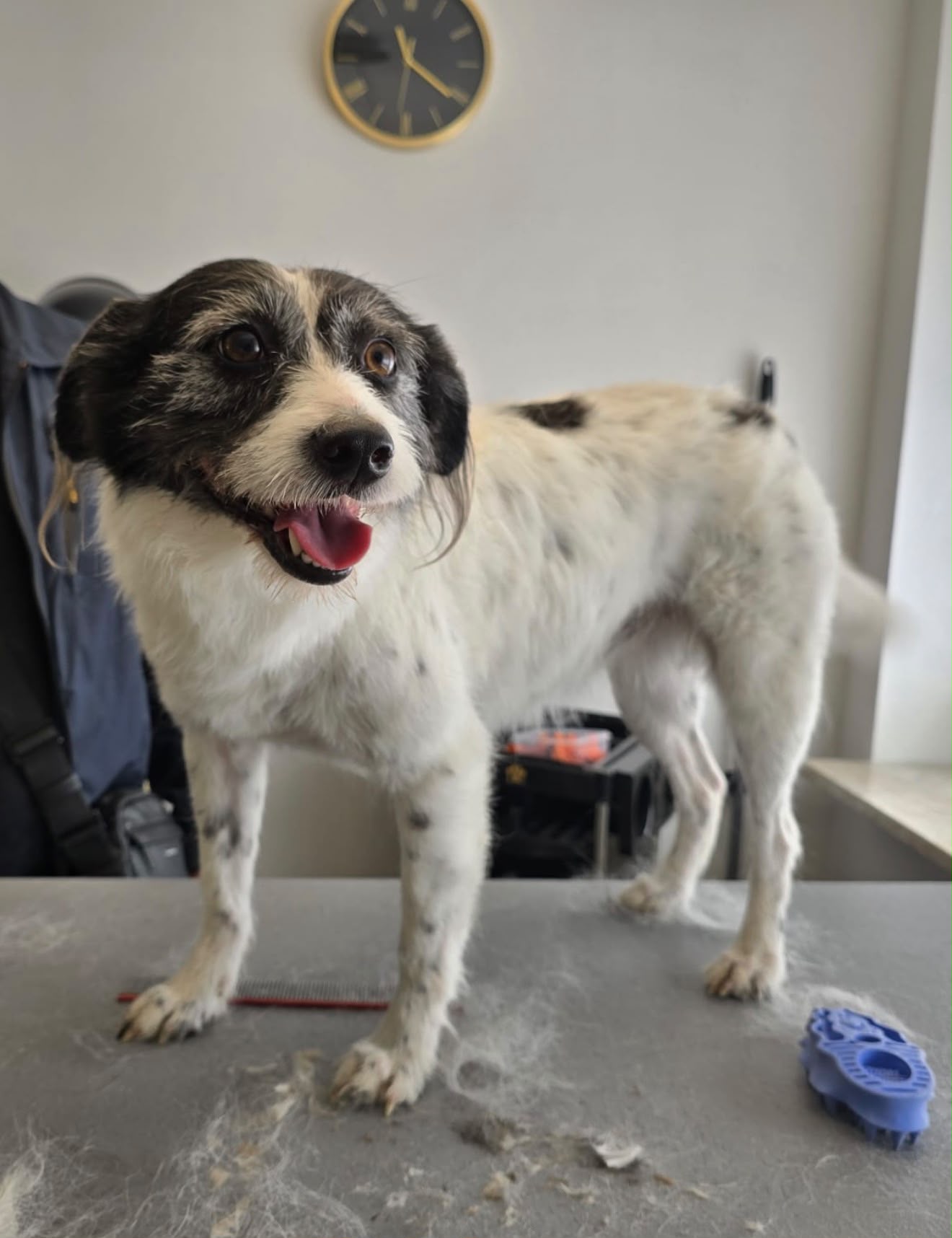 Schwarz-weißer Mischling während der Fellpflege auf dem Pflegetisch im Hundesalon Elmshorn