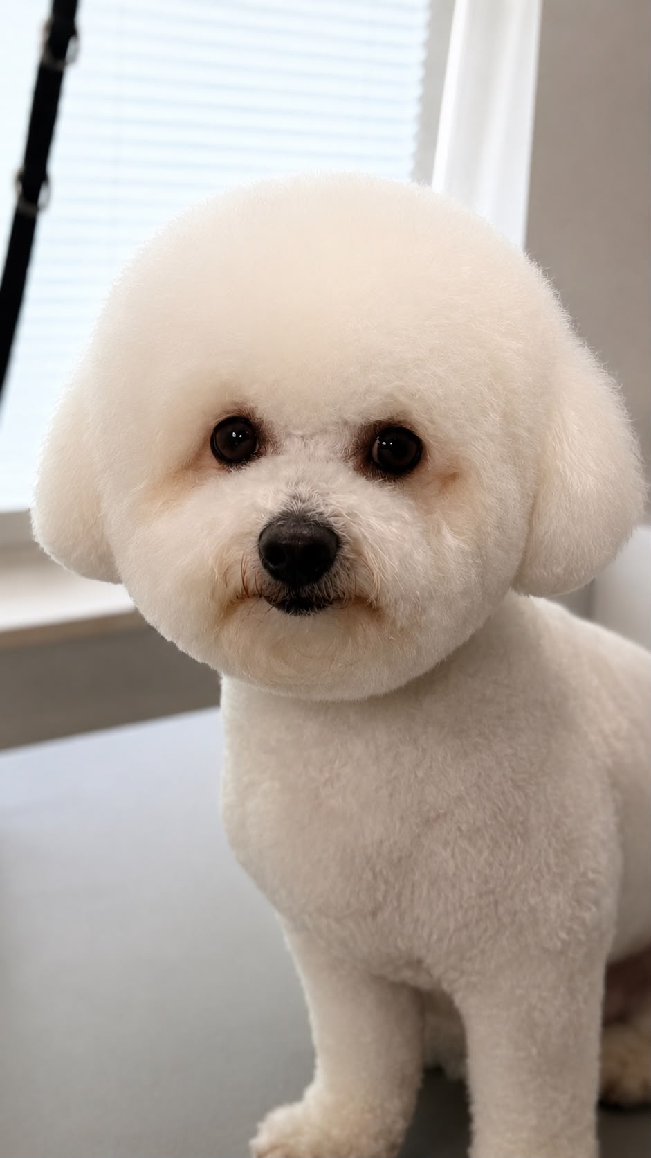 Frisch gepflegter weißer Bichon Frisé mit rund geschnittenem Kopf im Fellstudio Elmshorn
